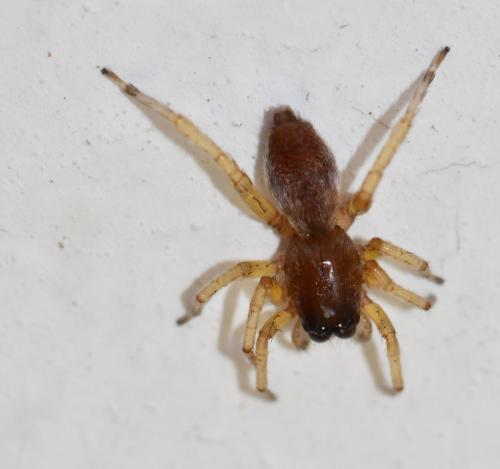 Réf. 276 242 : Clubiona sp.